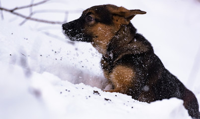 German Shepherd puppy