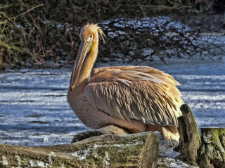 Dark-colored Great White Pelican, Pelecanus onocrotalus, in winter