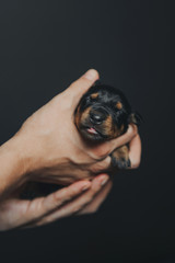 Woman keeps little pincher dog puppy in hands