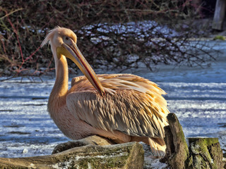 Dark-colored Great White Pelican, Pelecanus onocrotalus, in winter