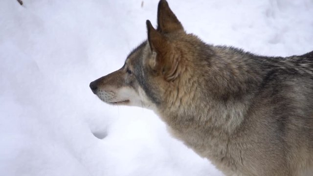 Wolf looks, slow motion