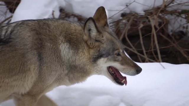 wolf walking in the snow, slow motion