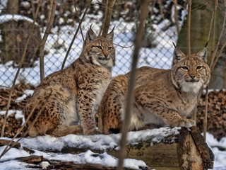 Scandinavian lynx, Lynx l. Lynx females with chicks