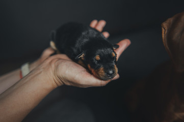 Woman show newborn cute puppy to mother pincher bog