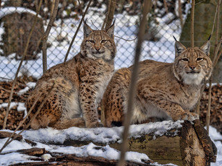Scandinavian lynx, Lynx l. Lynx females with chicks