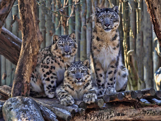 Female Snow leopard, Uncia ounce, with subadult chick