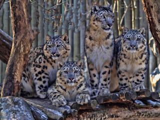 Female Snow leopard, Uncia ounce, with subadult chick