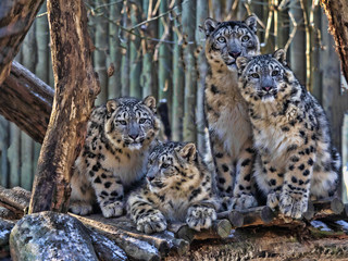 Female Snow leopard, Uncia ounce, with subadult chick