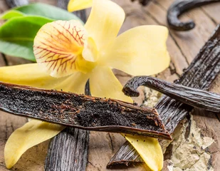 Gardinen Getrocknete Vanillefrüchte und Vanilleorchidee auf Holztisch. © volff
