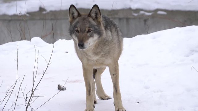 gray Wolf looks, slow motion
