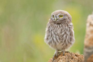 Little owl, Athene noctua, sitting on a stone. Young bird.