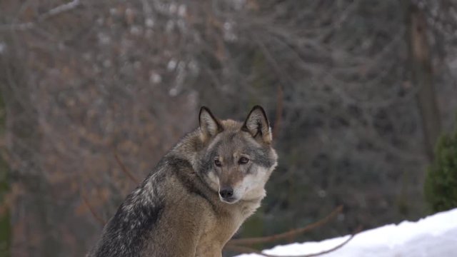 gray Wolf looks, slow motion