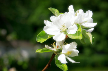 White Flowers in Blossoming Garden