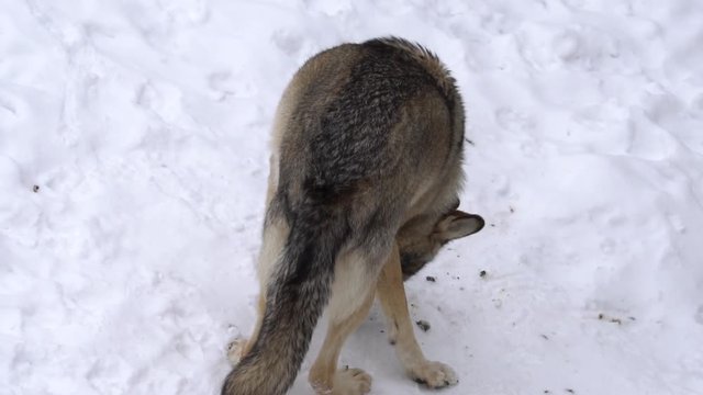 wolf sniffs the trail, slow motion