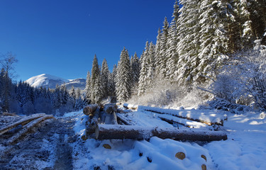  Beautiful winter landscape in the mountains. Tops of mountains covered with snow and green firs at the foothills.