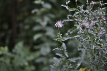 Pflanzen in grüner Natur