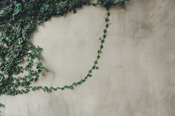 The wall is made of brick and then painted in white. There are creepers on the left wall. This wall is popular in English style. Also known as a vintage style. as background with copy space.