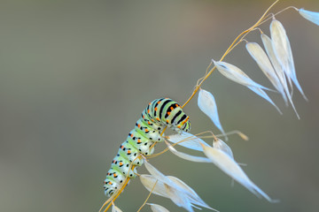 Obraz na płótnie Canvas Monarch butterfly from caterpillar