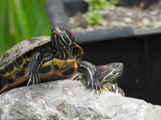 Red-eared turtle in the pond close-up