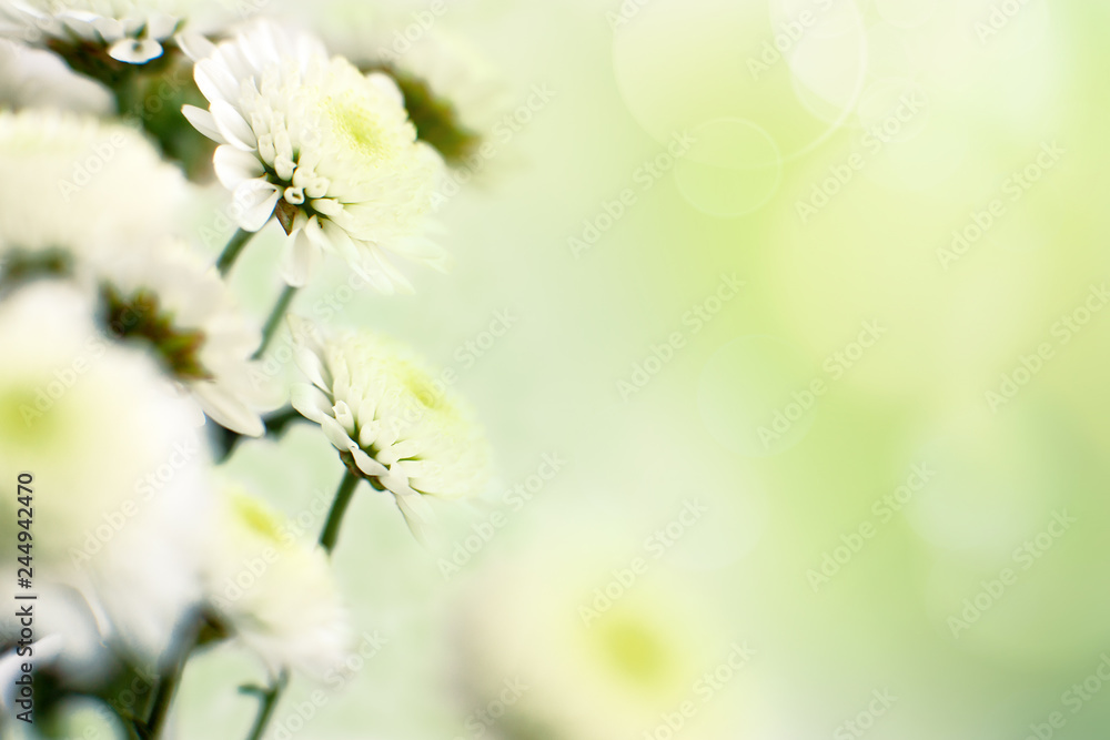 Canvas Prints chrysanthemums in soft light. macro. chrysanthemum flowers on a green background with highlights. fl