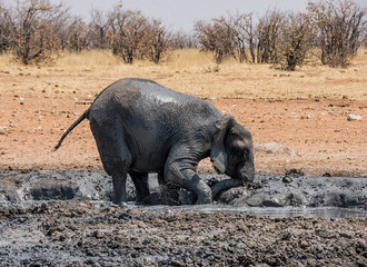Elephant Mud Bath
