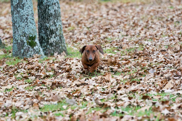 Wiener / dachshund dog running through the leaves toward the camera on a cold autumn morning. 