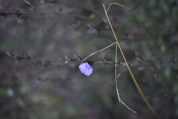Wald Blume schöne Pflanze mit Blüte