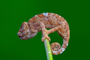 Beautiful green chameleon - Stock Image