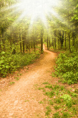 Park nature path in the meadow