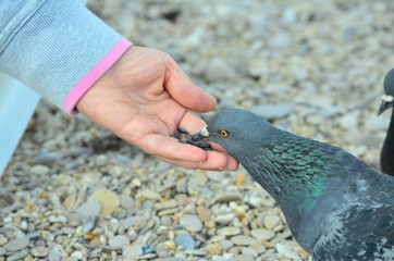 pigeon feeding
