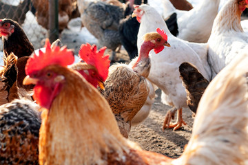 Chickens eat grain. Chicken Farm.