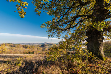 Fototapeta premium Eiche in der Herbstzeit in mitten der schönen grünen Natur