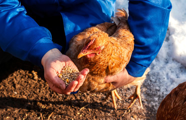 Woman farmer in blue robe feeds domestic chickens with grain.