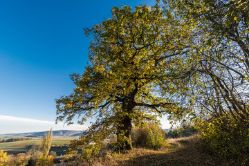 Fototapeta premium Eiche in der Herbstzeit in mitten der schönen grünen Natur