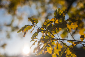 Blätter im Wald in der Herbstzeit schön Lichtstimmung.