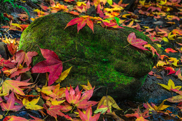Colourful of maple leafs on the green rocks in autumn season in Phu-Luang wildlife sanctuary, Thailand.