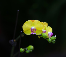 Blooming phalaenopsis, indoors