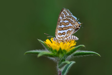 Fototapeta na wymiar Closeup beautiful butterflies sitting on flower