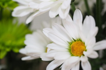 Obraz na płótnie Canvas 白い花