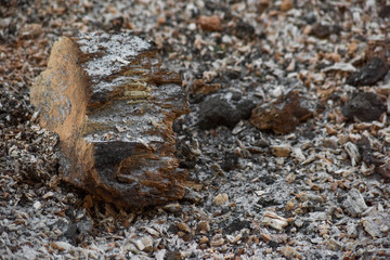 Part of the log and sawdust