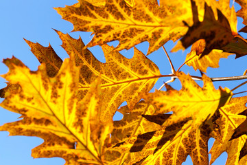 Fototapeta premium forest autumn oak