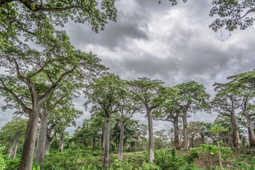 View with typical tropical landscape, baobab trees and other types of vegetation, cloudy sky as background