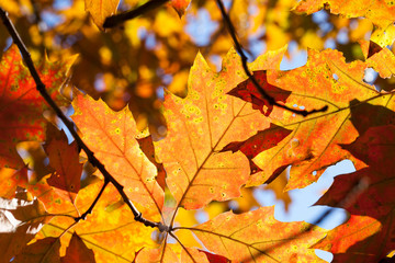 Fototapeta na wymiar forest autumn oak