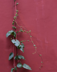 A green plant on red wall background. 