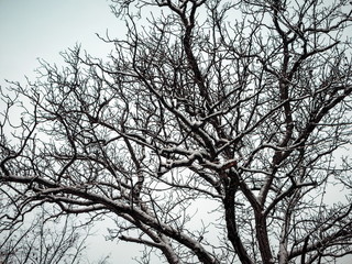 Abstract tree covered with the snow