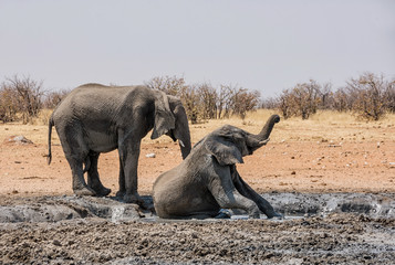 Elephant Mud Bath