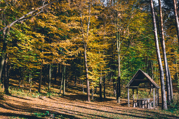 Autumn Landscape Background. Golden Autumn, Beautiful Yellow and Orange lice on Trees in the Park