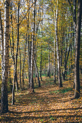 Autumn Landscape Background. Golden Autumn, Beautiful Yellow and Orange lice on Trees in the Park, vertical photo