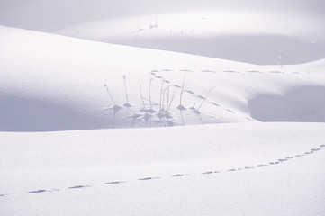 Spur im Schnee mit Halmen