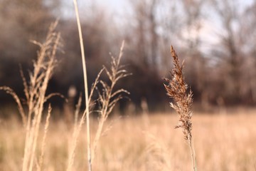 Fototapeta premium profondità di campo natura